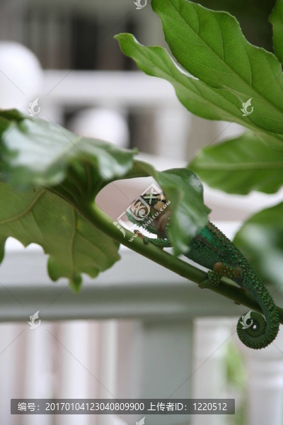 特寫(xiě)鏡頭的蜥蜴-匯圖網(wǎng) www.fosd68.com 特寫(xiě)鏡頭的蜥蜴