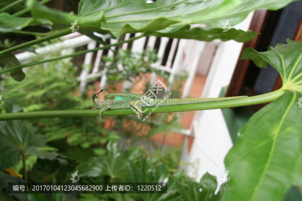 蜥蜴