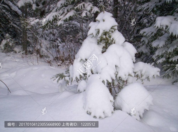 白雪覆蓋的樹
