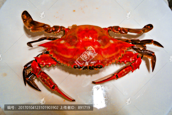 梭子蟹素材,海鮮素材,螃蟹