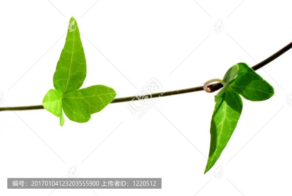 白色背景上的常春藤3