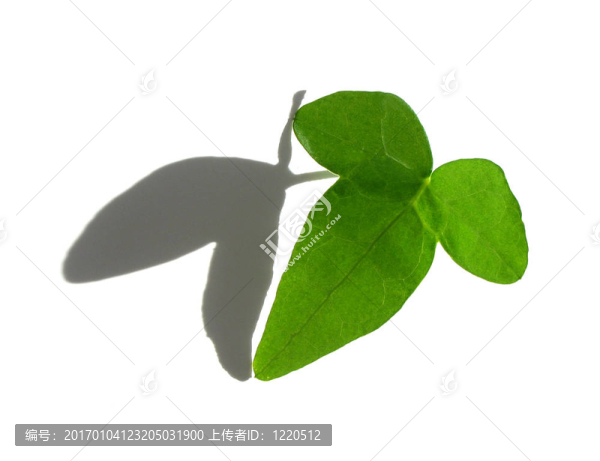 白色的孤立的綠色常春藤葉