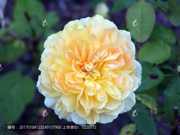 黃色的花