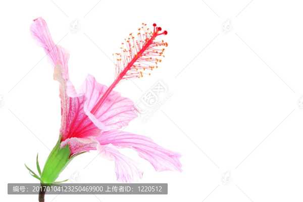 粉紅色的芙蓉花