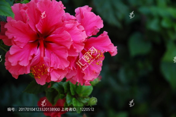 紅色的木槿花