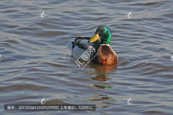浮鳧