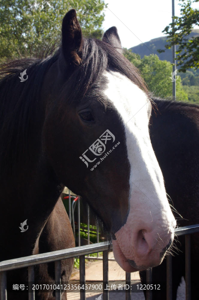 Horse,100