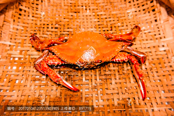 梭子蟹素材,海鮮素材,螃蟹