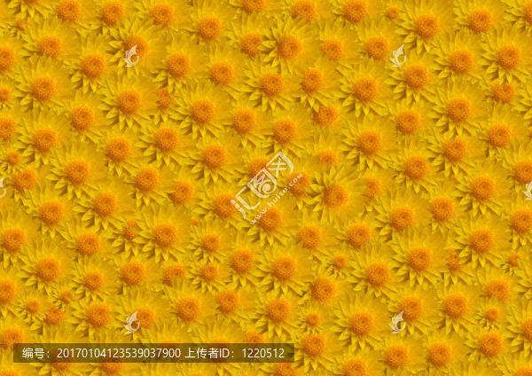 花黃色填補(bǔ)大