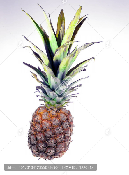 菠蘿