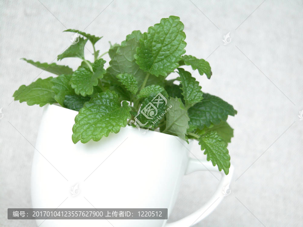檸檬香蜂草