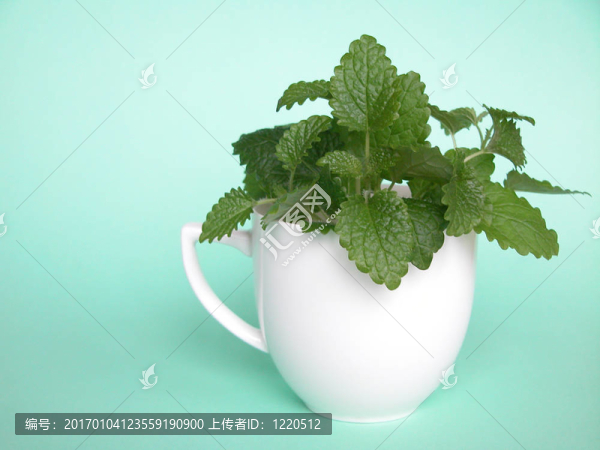 檸檬香蜂草