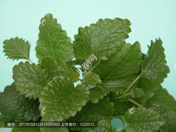 檸檬香蜂草
