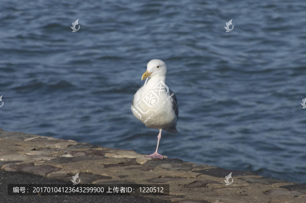 海鷗