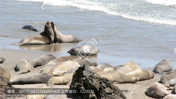 放松的海豹2