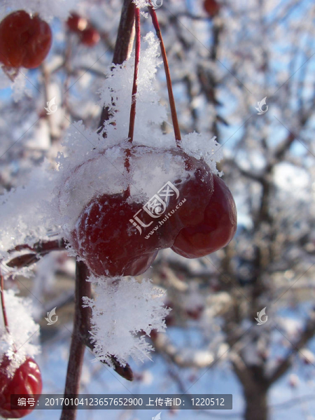 白雪覆蓋的櫻桃