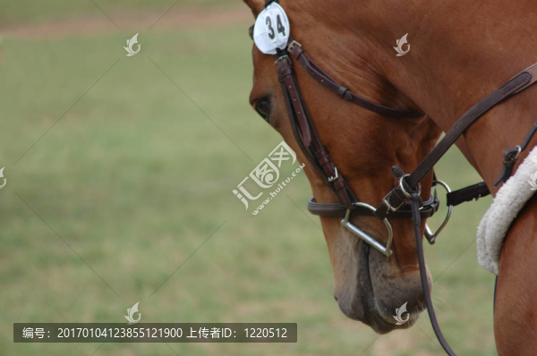 馬的小跑。
