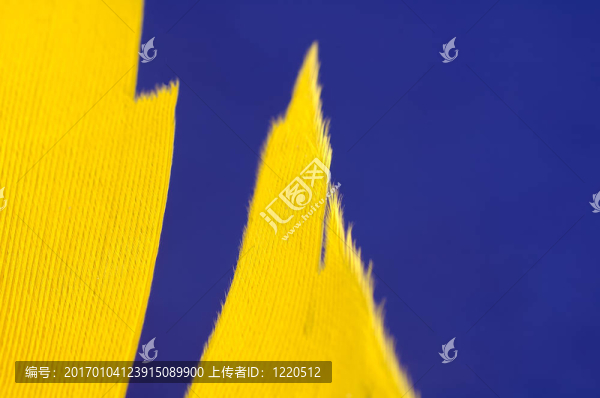 黃色的羽毛
