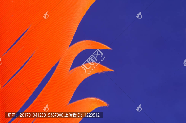 橙色的羽毛