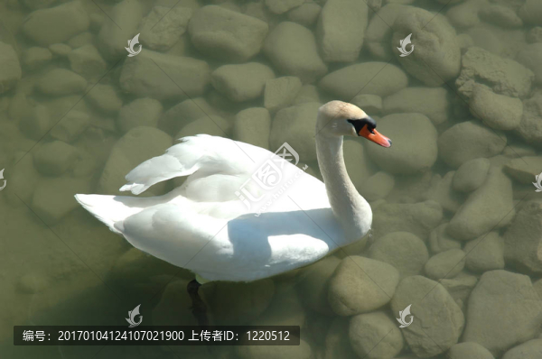 疣鼻天鵝