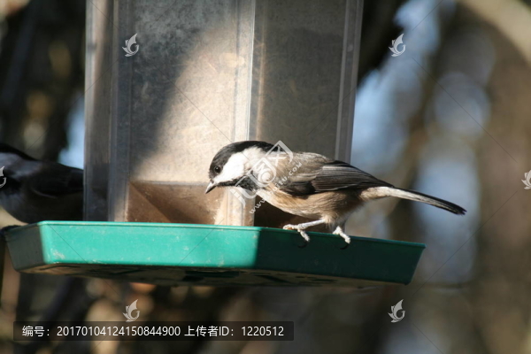 blackcapped
