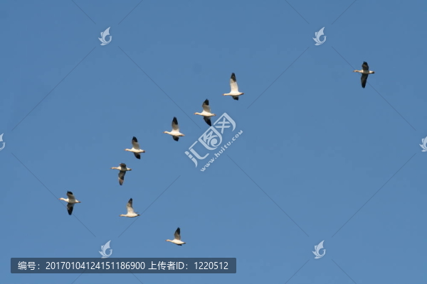 雪雁