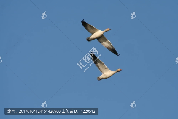 雪雁