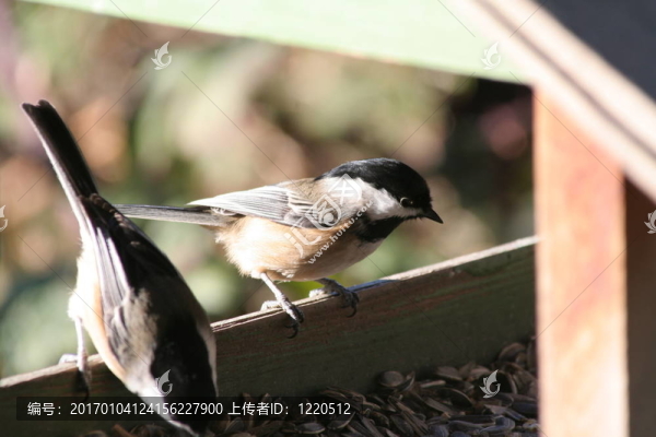 blackcapped