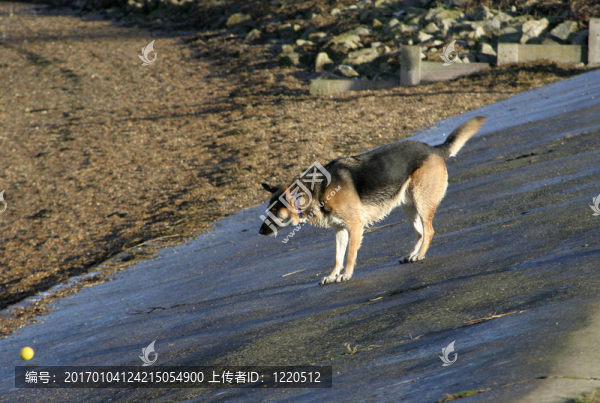 德國牧羊犬