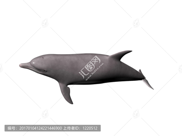 海豚