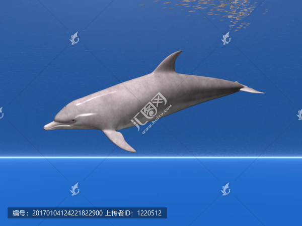 海豚在Sea