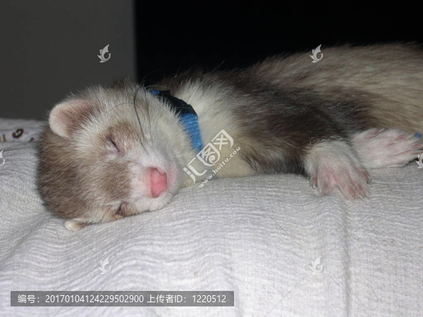 Sleepytime-匯圖網(wǎng) www.fosd68.com Sleepytime