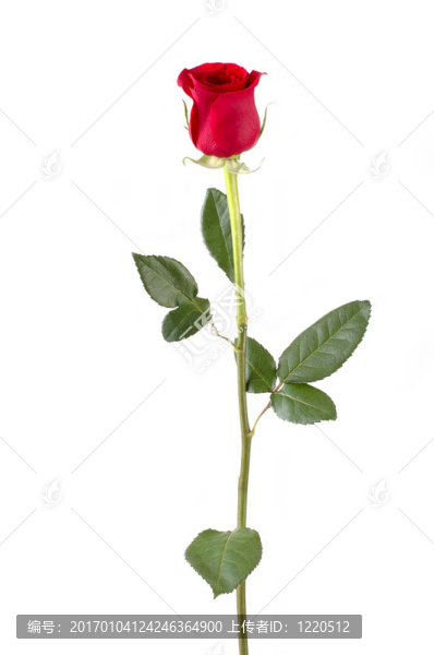 長(zhǎng)莖的玫瑰-匯圖網(wǎng) www.fosd68.com 長(zhǎng)莖的玫瑰