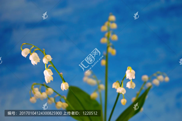 山谷的莉莉