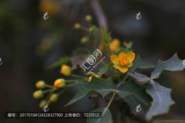 橡樹