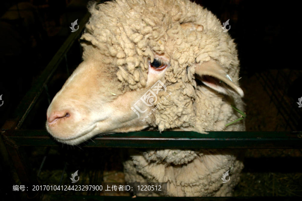 獎的羔羊