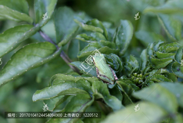 樹(shù)蛙3