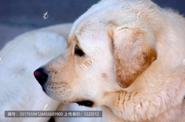 OSO的肖像-匯圖網(wǎng) www.fosd68.com OSO的肖像