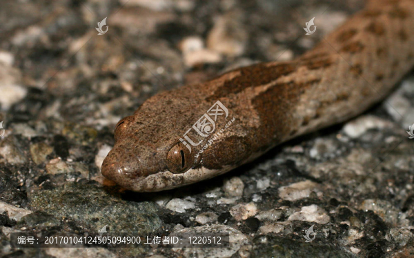 夜蛇-匯圖網(wǎng) www.fosd68.com 夜蛇