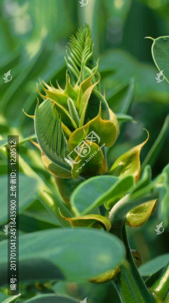 決明子