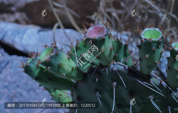 多刺的梨樹