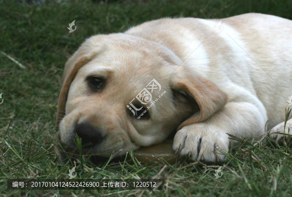 獵犬