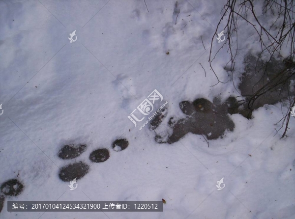 野兔的蹤跡的雪