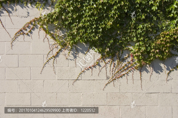 學(xué)院墻