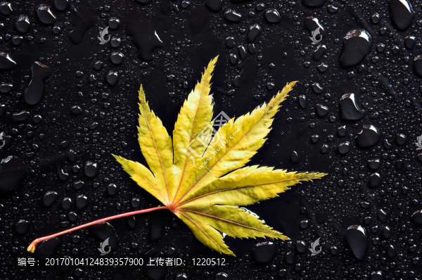 黃色葉子和水滴