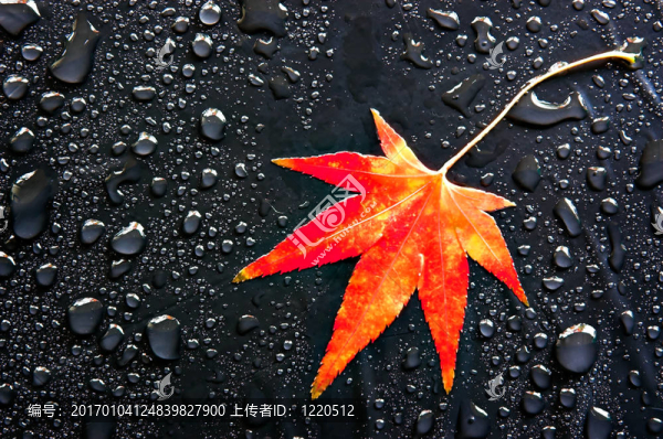 紅葉和紅