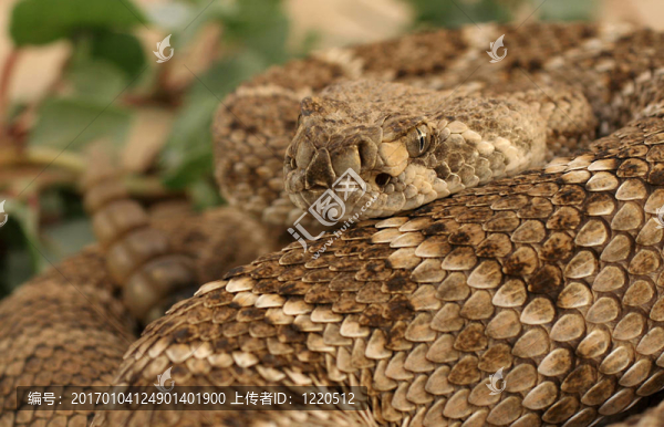 rattler5