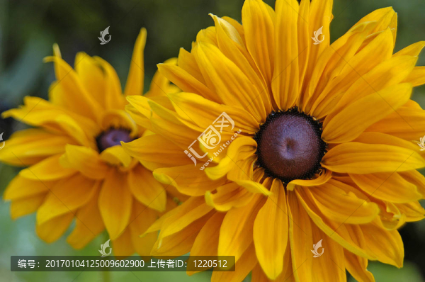 黃色的花