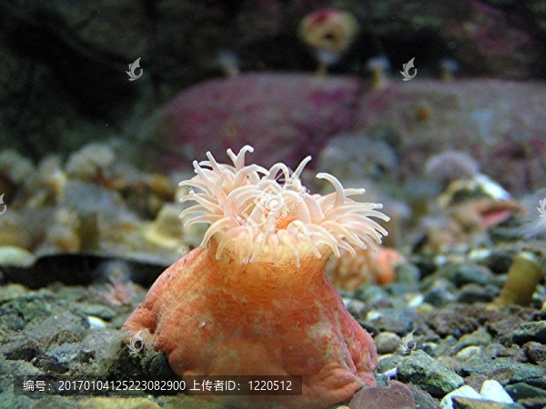 銀蓮花-匯圖網(wǎng) www.fosd68.com 銀蓮花