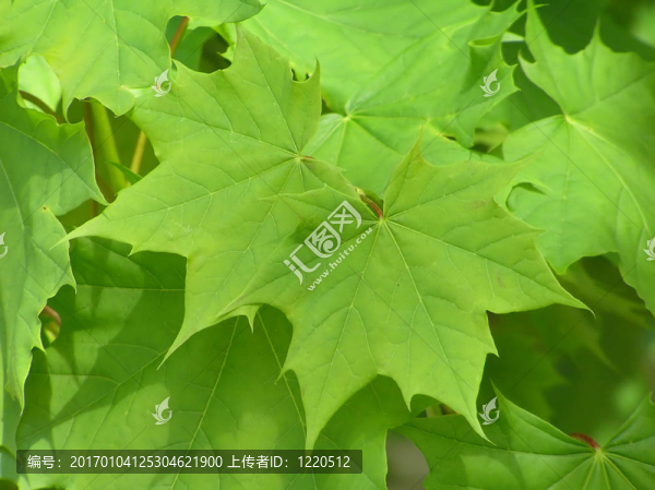 綠色的楓葉-匯圖網(wǎng) www.fosd68.com 綠色的楓葉